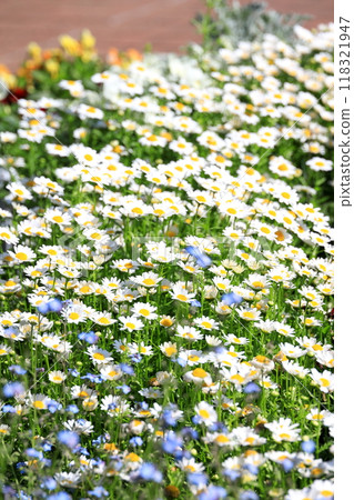 North Pole and Forget-me-not North Pole and Forget-me-not 118321947