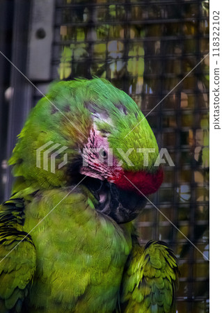 Midori Macawoin 118322102