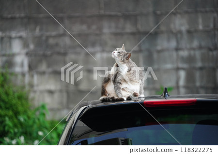 Cat on the car 118322275