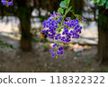 Summer Duranta flowers and carpenter bees 118322322