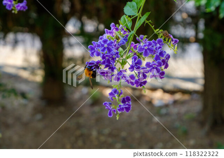 Summer Duranta flowers and carpenter bees 118322322