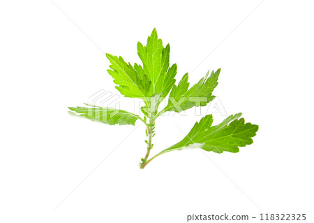 艾蒿葉,白色背景 艾蒿葉,白色背景 118322325