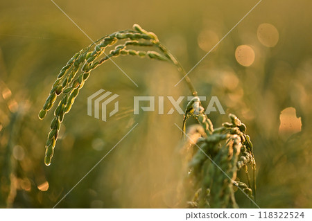 Close-up of ripe rice Close-up of ripe rice 118322524