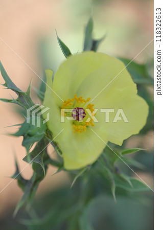 Thisturs flower Thisturs flower 118322613