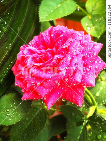 粉紅色的玫瑰 118322864