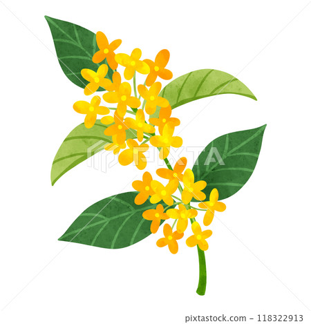 桂花水彩手繪插畫 桂花水彩手繪插畫 118322913