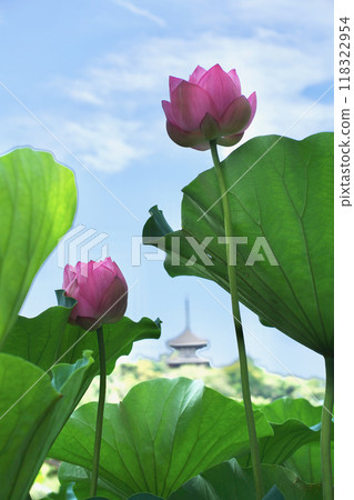 Summer in Japan: Lotus flowers in the Japanese garden in Yokohama, July and August 118322954