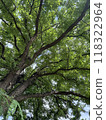 Big tree  118322964