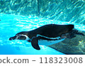 企鵝 118323008