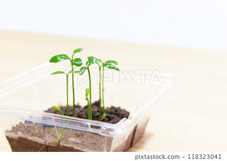 Close-up of germinated cotyledons: An image illustrating plant growth and new shoots (horizontal orientation, background material). 118323041
