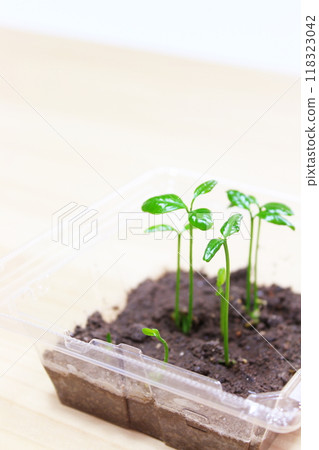 Two leaves, germination, plant observation, independent research, summer vacation homework [Copy space, wood grain, natural] 118323042