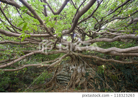 Akou at Muroto Cape 118323263