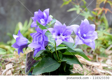 Balloonflowers / Double-flowered bellflower (medium shrub) Balloonflowers / Double-flowered bellflower (medium shrub) 118323330