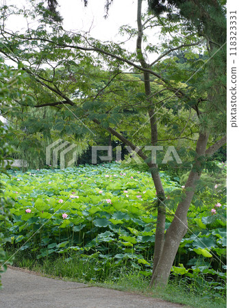 Summer in Japan: Lotus flowers in the Japanese garden in Yokohama, July and August 118323331