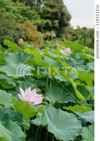 Summer in Japan: Lotus flowers in the Japanese garden in Yokohama, July and August Summer in Japan: Lotus flowers in the Japanese garden in Yokohama, July and August 118323332