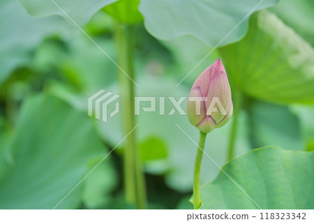 日本的夏天：橫濱日本花園裡的蓮花，七月和八月 118323342