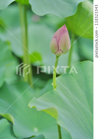 日本的夏天：橫濱日本花園裡的蓮花，七月和八月 118323343