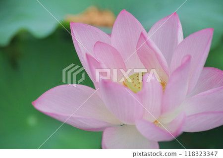 日本的夏天：橫濱日本花園裡的蓮花，七月和八月 118323347