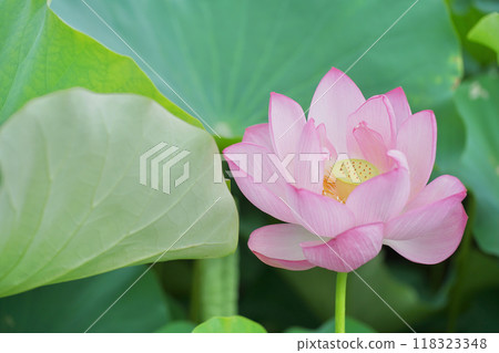 日本的夏天:橫濱日本花園裡的蓮花,七月和八月 日本的夏天:橫濱日本花園裡的蓮花,七月和八月 118323348