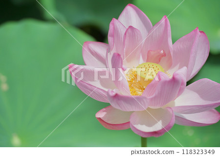 日本的夏天：橫濱日本花園裡的蓮花，七月和八月 118323349