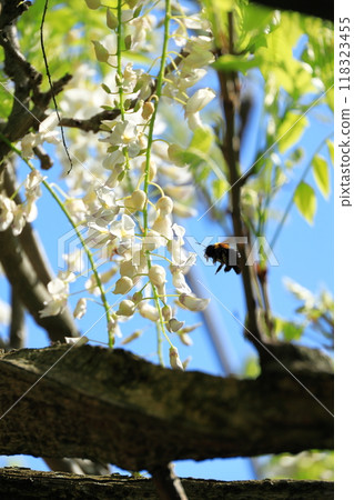 White wisteria flowers 118323455