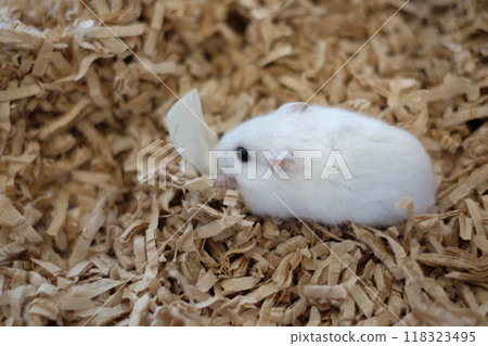 白色瓊加倉鼠 118323495