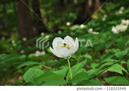 芍藥 芍藥 118323549