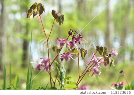 淡水韭菜 118323636