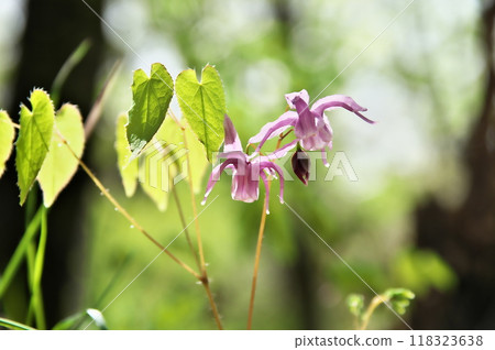 淡水韭菜 118323638