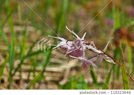 淡水韭菜 118323648