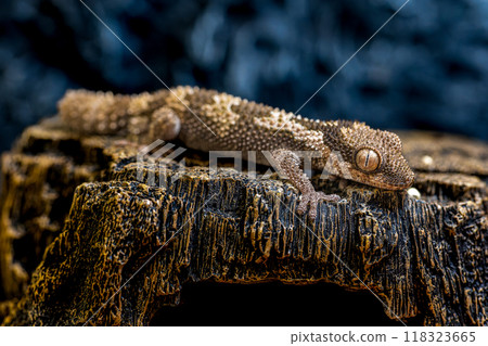 Close up of Lugossaft gecko 118323665