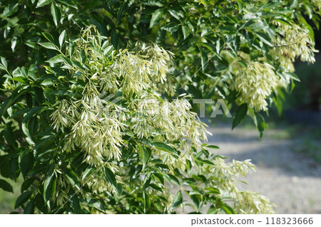 Citrus fruit 118323666
