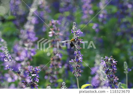 草本紫色花和蜜蜂 118323670