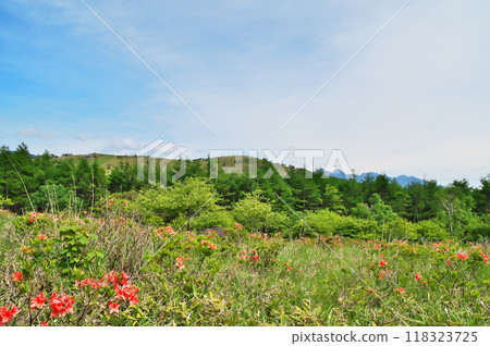 Renge Azalea, Yakoga Mine Renge Azalea, Yakoga Mine 118323725