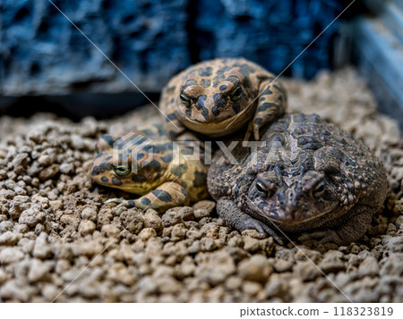 Egyptian green toad and Southern toad Egyptian green toad and Southern toad 118323819