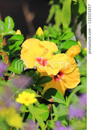 芙蓉黃色，中心紅色 118323857