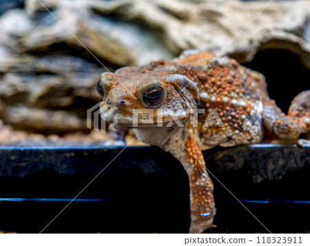 Close up of Miyako toad Close up of Miyako toad 118323911