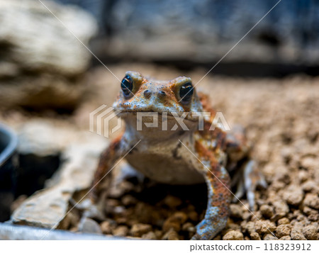 Close up of Miyako toad Close up of Miyako toad 118323912