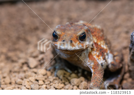 Close up of Miyako toad Close up of Miyako toad 118323913