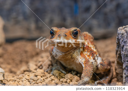 Close up of Miyako toad Close up of Miyako toad 118323914