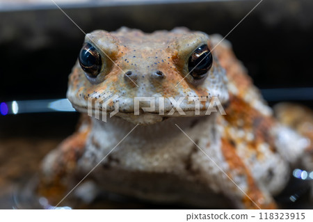 Close up of Miyako toad Close up of Miyako toad 118323915