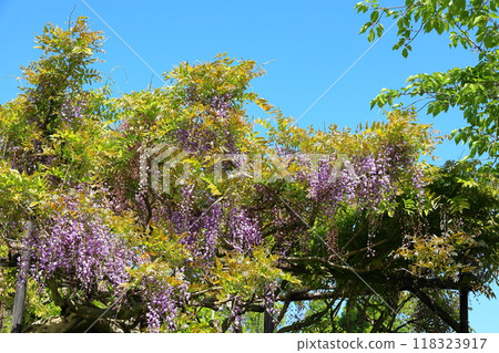  Wisteria flowers 118323917
