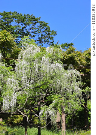 White wisteria flowers, vertical position 118323918
