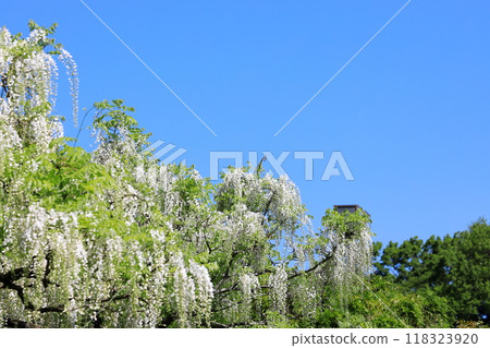 White wisteria flowers 118323920