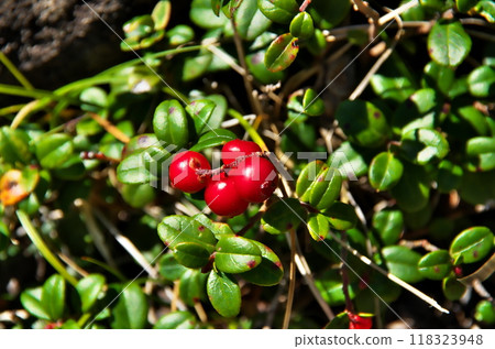 Bilberry fruit Bilberry fruit 118323948