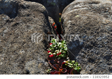 Bilberry fruit Bilberry fruit 118323952