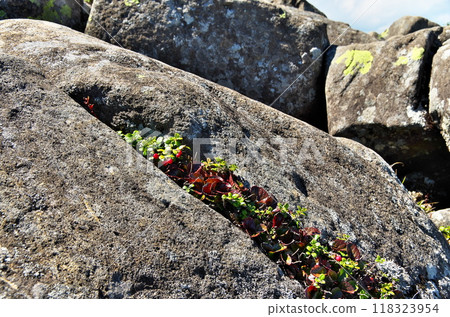 越桔果實 118323954