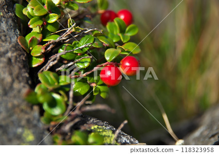 Bilberry fruit 118323958
