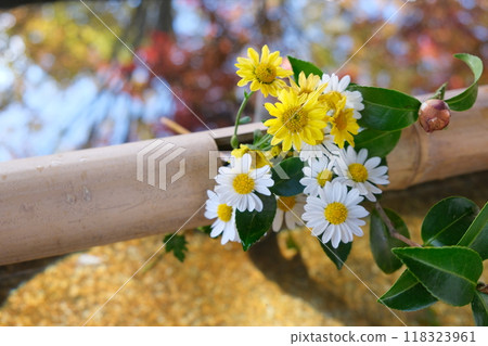 Early autumn chrysanthemums and flower water fountain Early autumn chrysanthemums and flower water fountain 118323961