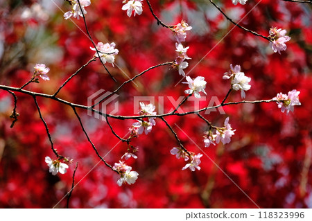 Autumn leaves and everlasting cherry blossoms in Kyoto Autumn leaves and everlasting cherry blossoms in Kyoto 118323996